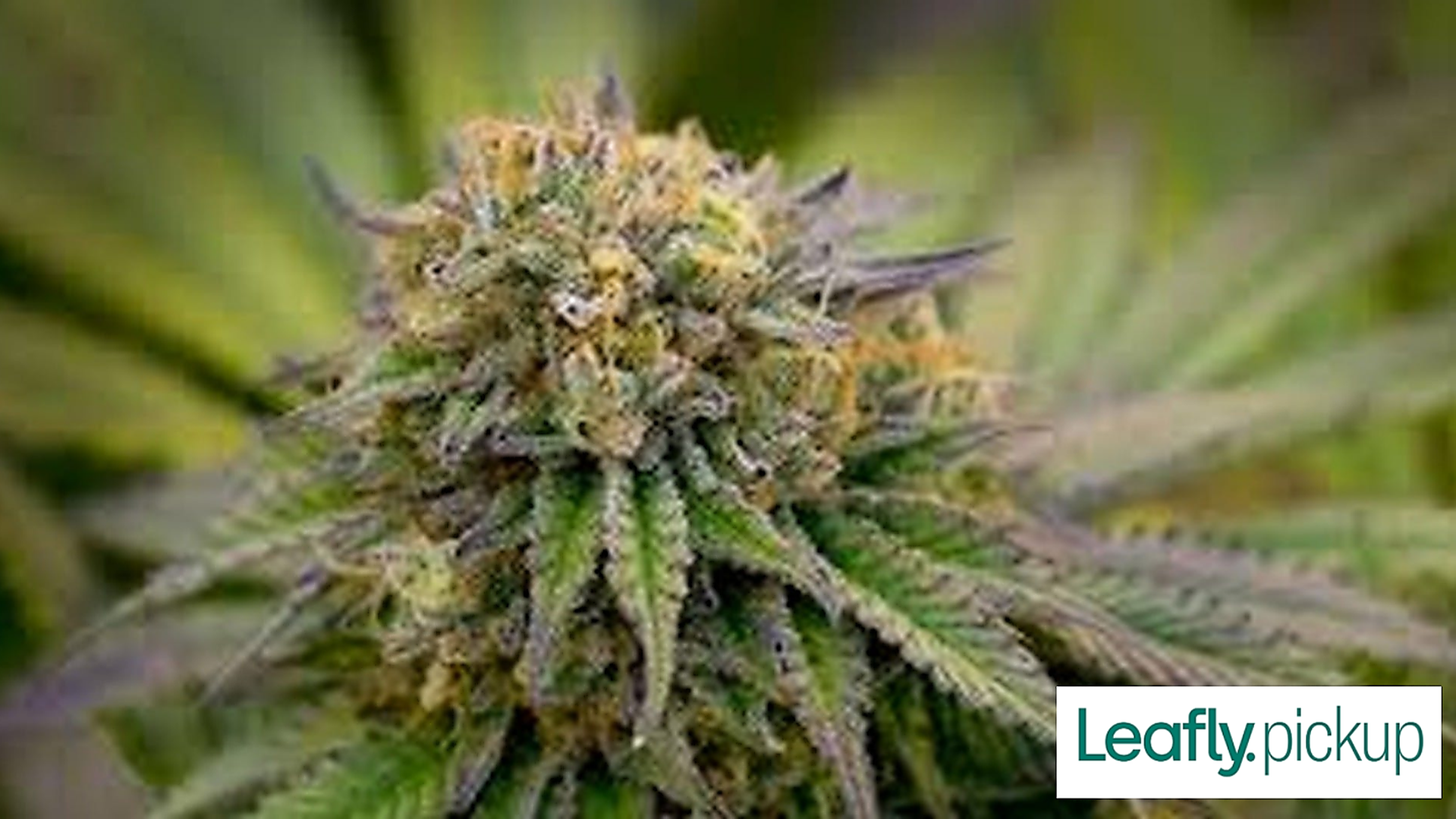 Salem Organics Dispensary Menu, Reviews & Photos